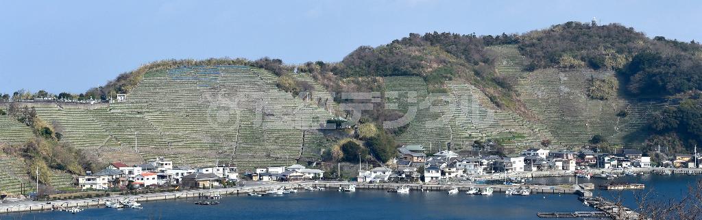 山一面に段畑（だんばた）が広がる遊子水荷浦（ゆすみずがうら）＝２０１５年３月４日、愛媛県宇和島市（沢野貴信撮影）