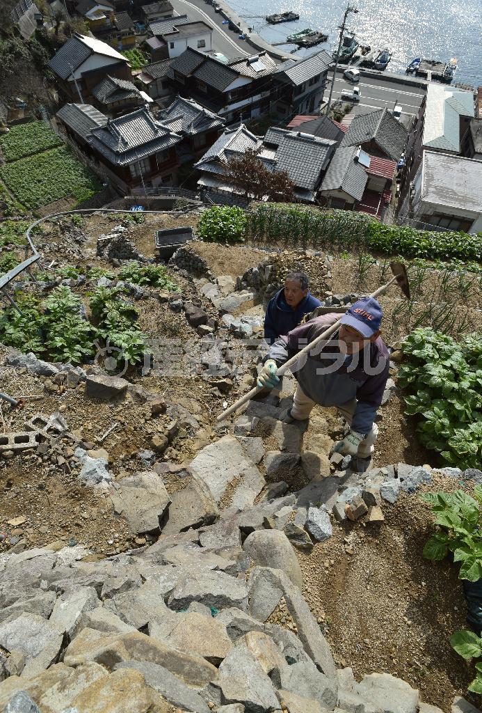 斜面には作業用のモノレールもあるが、モノレールで行けないところはよじ登る＝２０１５年３月５日、愛媛県宇和島市（沢野貴信撮影）