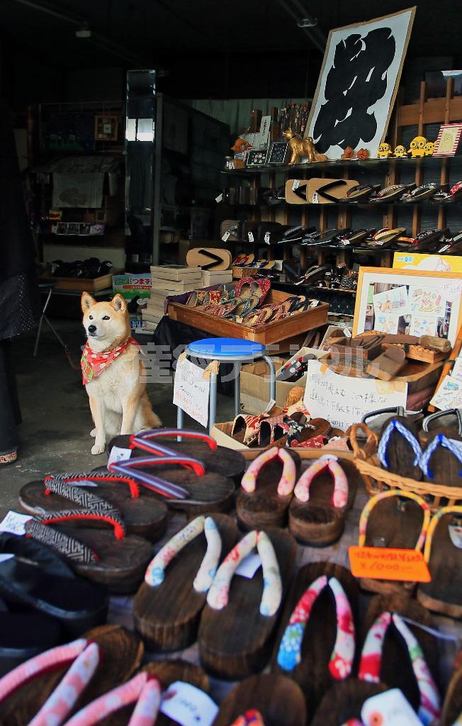昭和の町の商店街にある「松田はきもの店」では“看板娘”のゆきちゃん（メス・８才）が出迎えてくれる＝２０１５年１月２４日、大分県豊後高田市（松本健吾撮影）