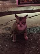 道の真ん中で、おしっこをしている最中の猫＝２０１４年１２月２８日（本谷有希子さん撮影）