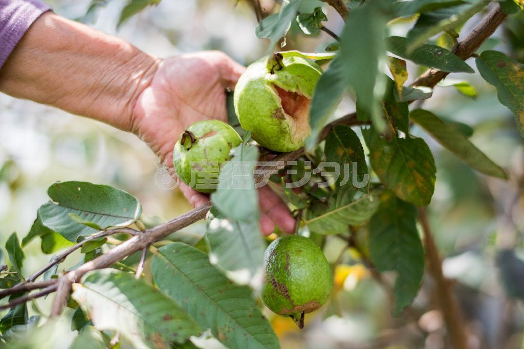 グアバの実の大きさは、公式野球ボールより一回り小さいくらい。果肉は中心に行くほどピンク色が強くなる＝２０１５年３月１４日、沖縄県石垣市（永山真治さん撮影）