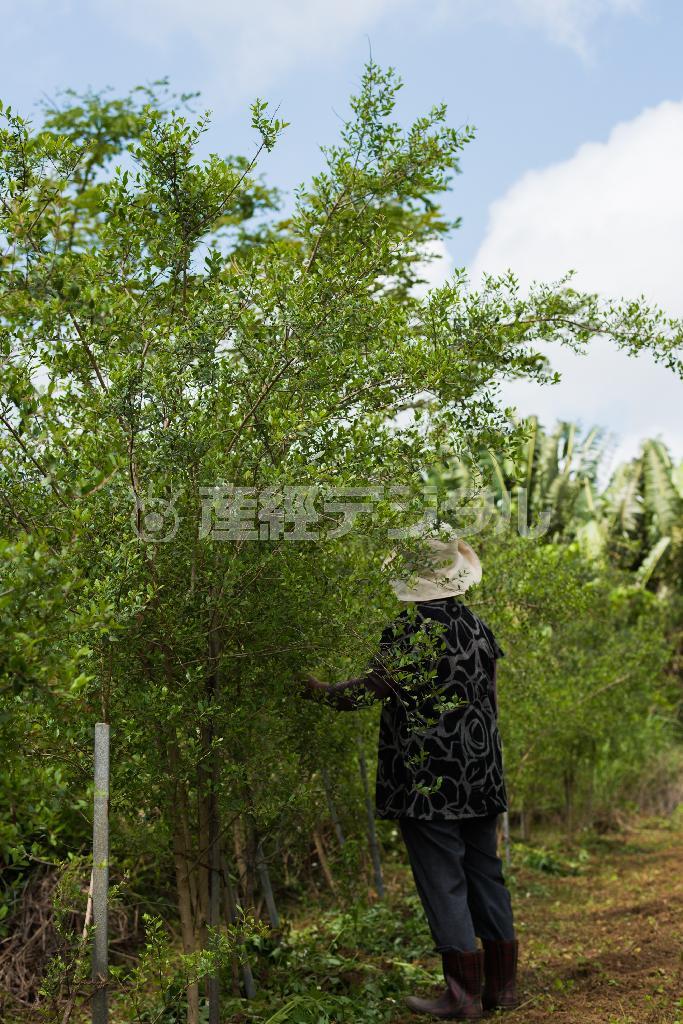 ヘナは成長すると６メートルくらいの高さになる＝２０１５年３月１４日、沖縄県石垣市（永山真治さん撮影）