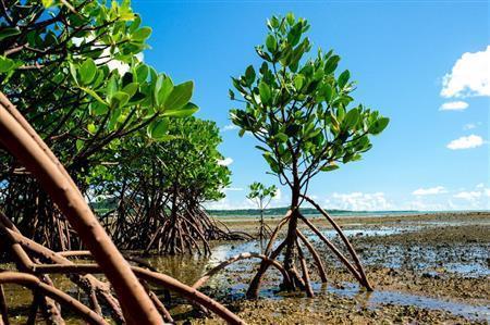 海の干潮時には足元に根を張った植物の力強い姿が見られる＝２０１２年８月２０日、沖縄県石垣市（永山真治さん撮影）