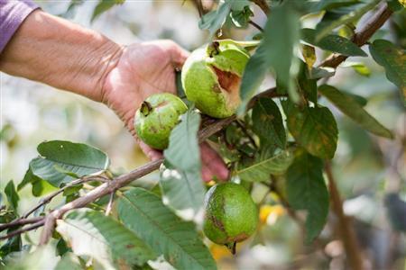 グアバの実の大きさは、公式野球ボールより一回り小さいくらい。果肉は中心に行くほどピンク色が強くなる＝２０１５年３月１４日、沖縄県石垣市（永山真治さん撮影）