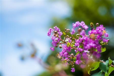 サルスベリは、石垣島では３月後半から咲き始める＝２０１４年８月１３日、沖縄県石垣市（永山真治さん撮影）