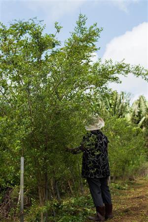 ヘナは成長すると６メートルくらいの高さになる＝２０１５年３月１４日、沖縄県石垣市（永山真治さん撮影）