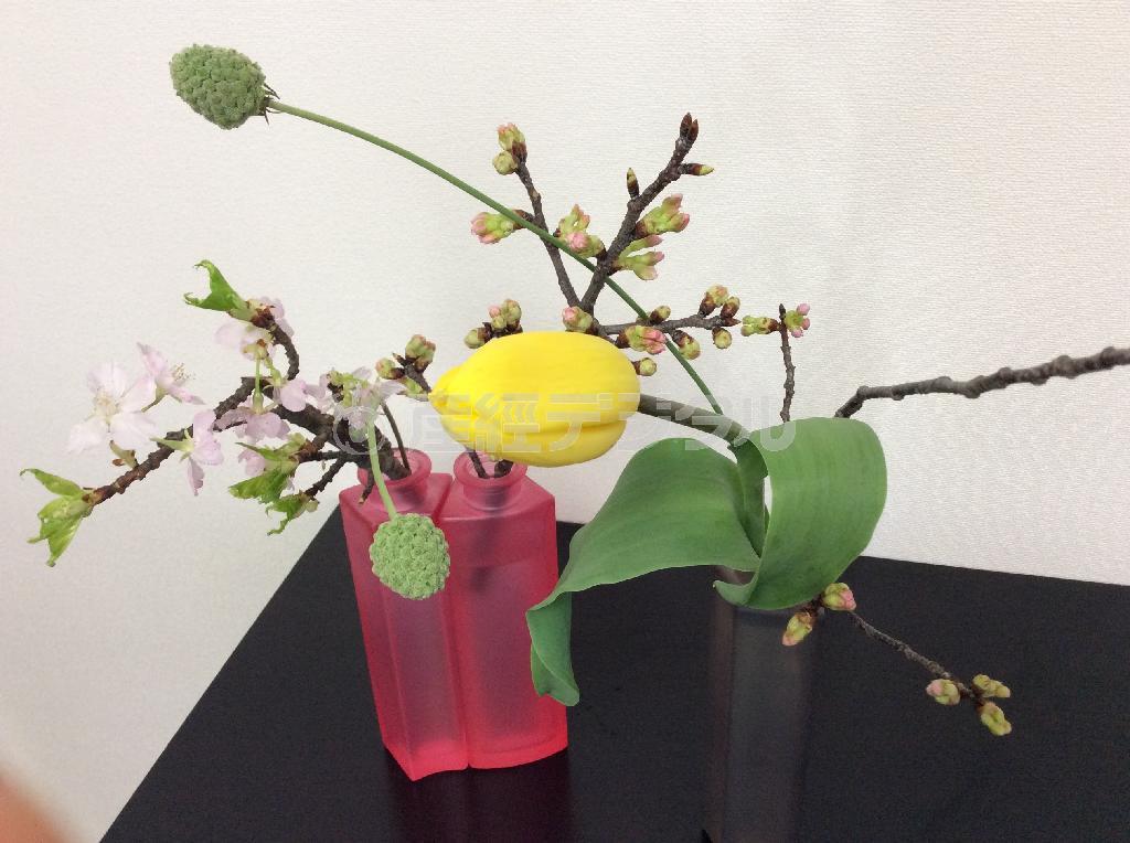 ガラス器に桜＿基本の投げ入れを楽しむ（Ｆｉｎｉｓｈ！、花千代さん提供）