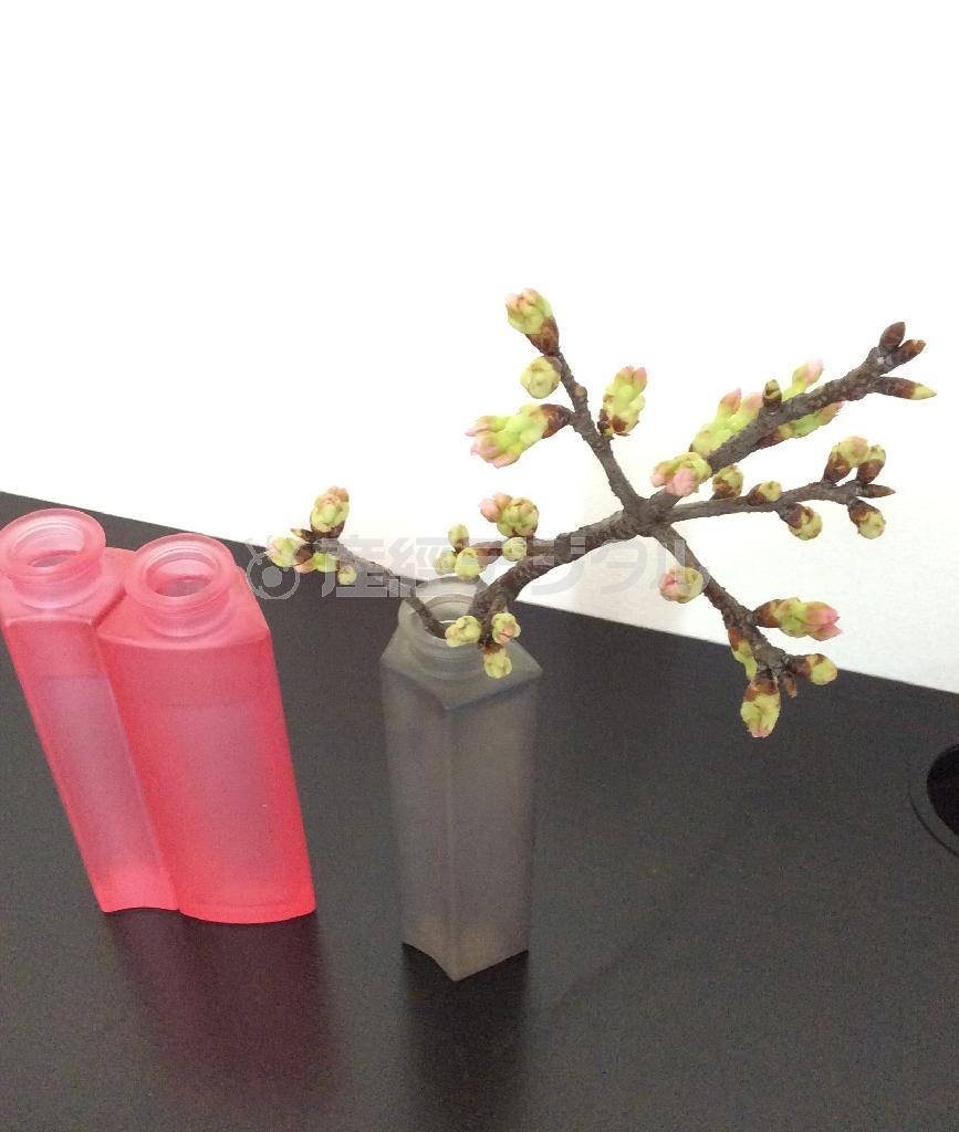 （手順１）水を入れたガラス器３個の２個をくっつけるように並べて、色違いのグレーは少し距離をはなして置く＝２０１５年３月１５日（花千代さん撮影）