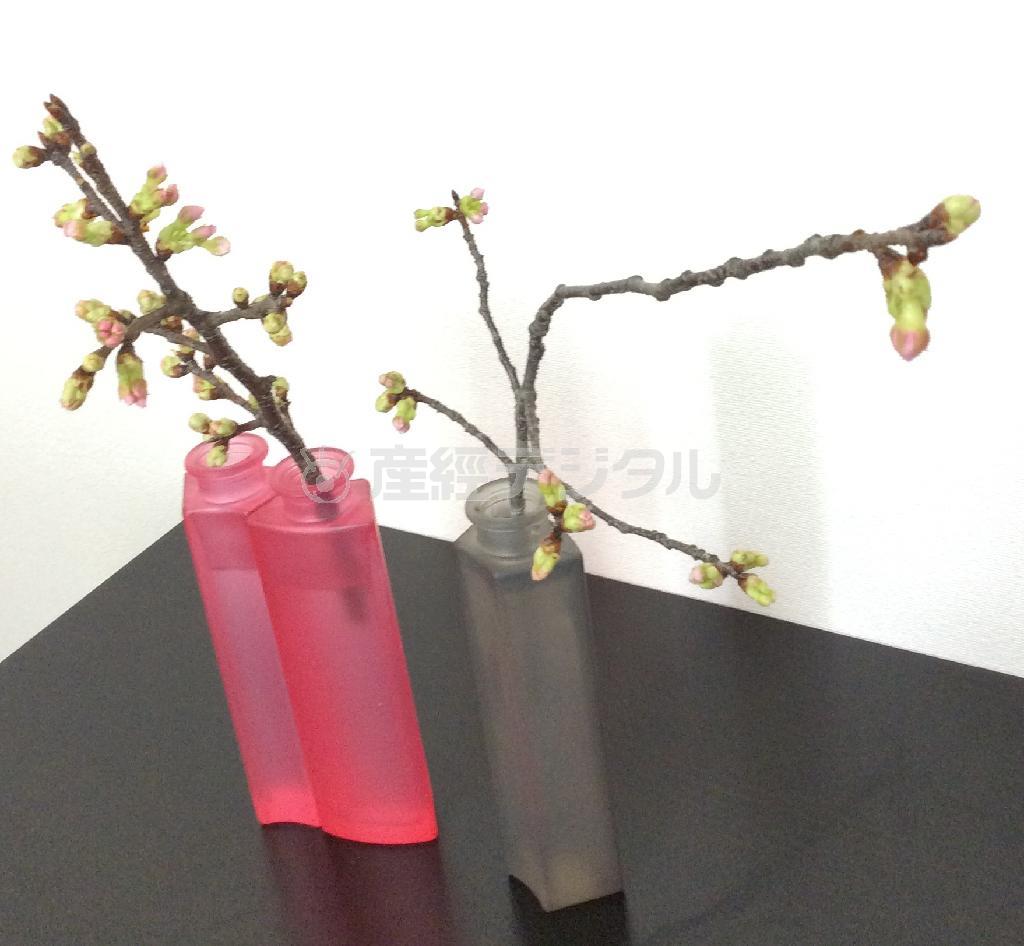 （手順２）桜の枝振りをよくみながら外に向かって流れが出るように、バランスを考えて切り分けた３～４本を挿す＝２０１５年３月１５日（花千代さん撮影）