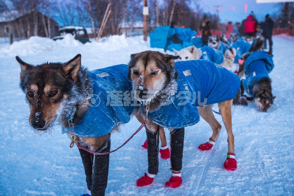 あまりの寒さで犬たちの顔も凍てつく＝２０１５年３月１３日、米アラスカ州（ＡＰ）