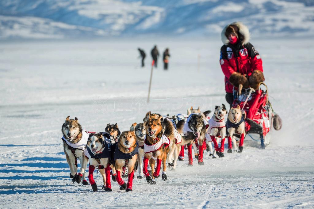雪原をただひたすら駆け抜ける犬ぞりレース。アリー・ザークルさんはベーリング海沿岸の最初のチェックポイントに最初に到達した＝２０１５年３月１５日、米アラスカ州（ＡＰ）