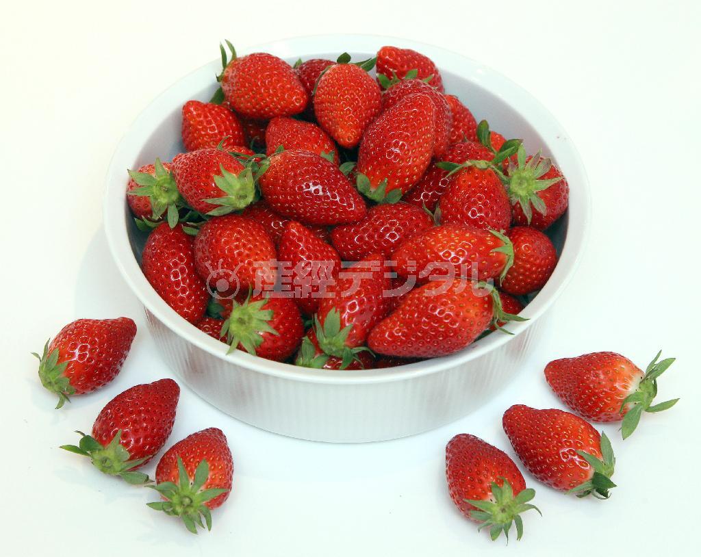 真っ赤なイチゴは気持ちをも春めかせてくれる（野村成次撮影）