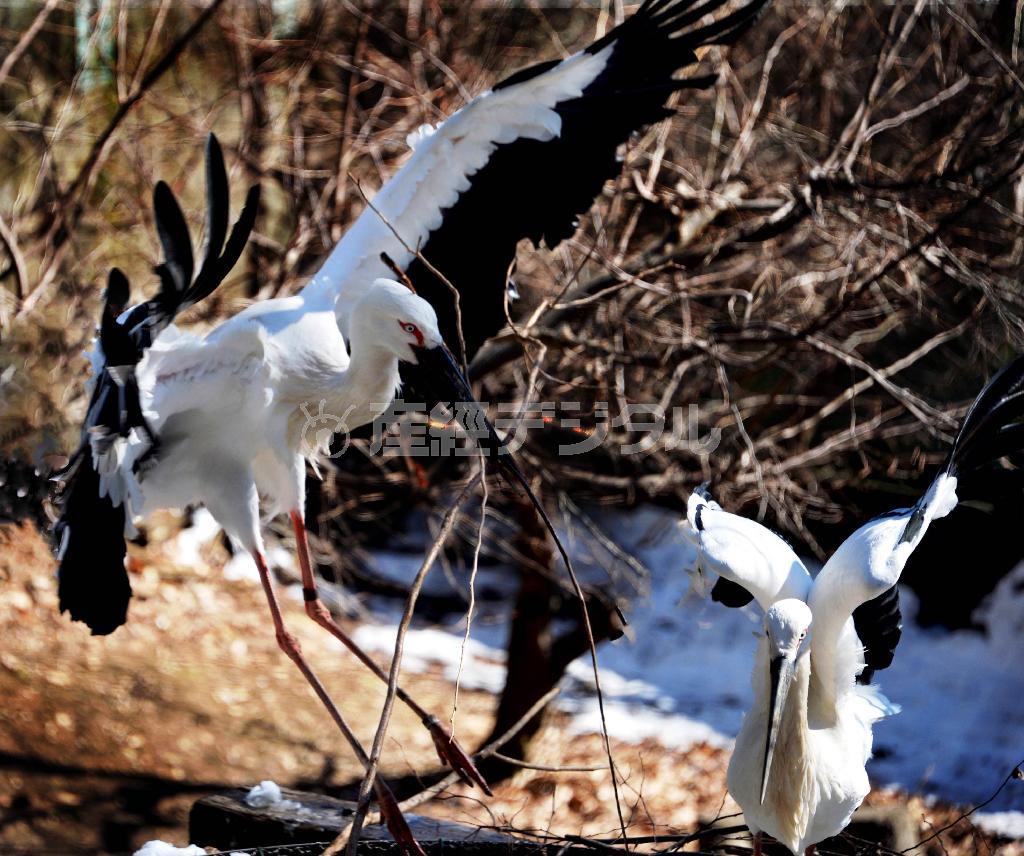 ヨーロッパでは赤ちゃんを運んで来る鳥として有名なコウノトリは一夫一婦＝２０１５年１月３１日（唐木英明さん撮影）