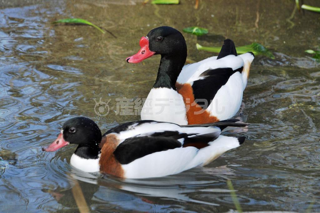 ツクシガモは一夫多妻が一般的なカモの仲間には珍しい一夫一婦＝２０１５年２月２８日（唐木英明さん撮影）