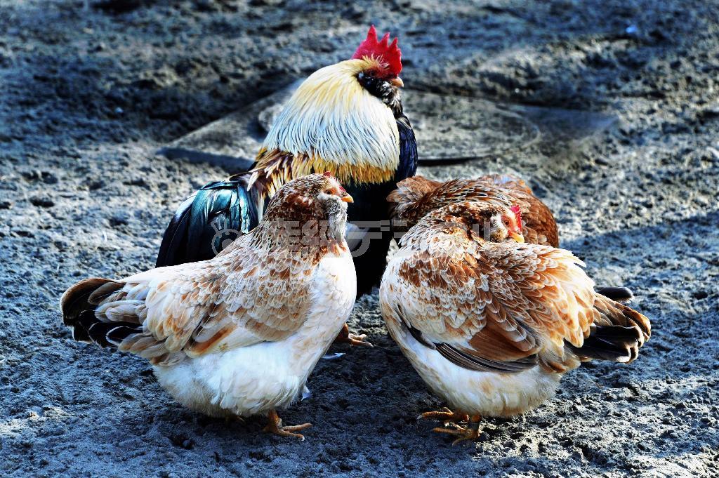 ニワトリは東南アジアの野鶏を家畜化したもので、一夫多妻＝２０１５年２月２８日（唐木英明さん撮影）