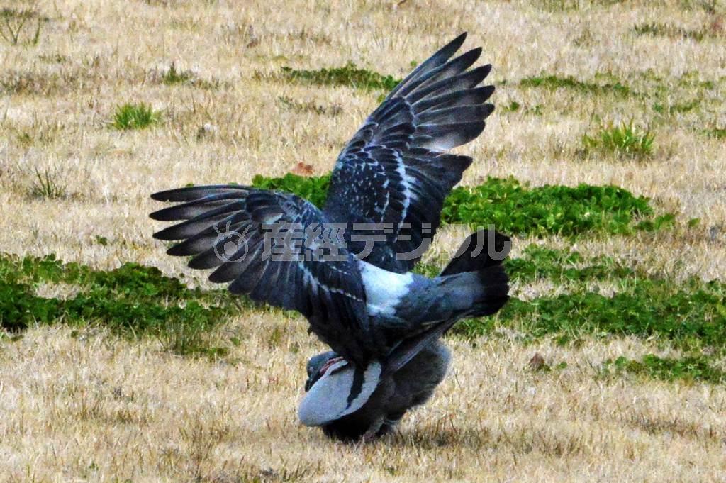 スズメ、カラスなど、身近な鳥の大部分は雌雄の外見がほとんど同じで一夫一婦＝２０１５年３月１４日（唐木英明さん撮影）