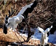 ヨーロッパでは赤ちゃんを運んで来る鳥として有名なコウノトリは一夫一婦＝２０１５年１月３１日（唐木英明さん撮影）