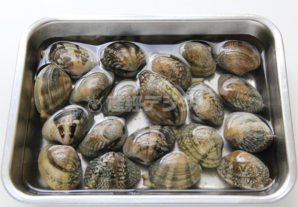 アサリのチャウダー（材料）＿＿アサリ２３０グラム。３％の塩水にヒタヒタにつけ、新聞紙などをかぶせて砂抜きする。