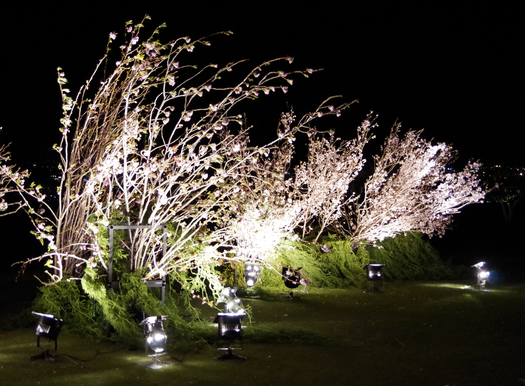 ライトアップされたサクラ＝日本平ホテル