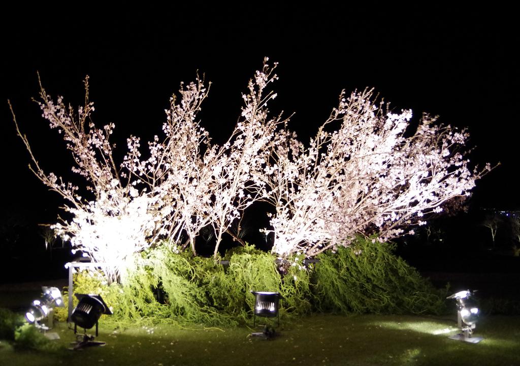 ライトアップされたサクラ＝日本平ホテル