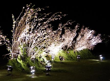 ライトアップされたサクラ＝日本平ホテル