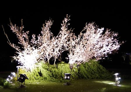 ライトアップされたサクラ＝日本平ホテル