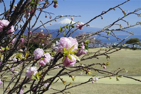 サクラ＝日本平ホテル
