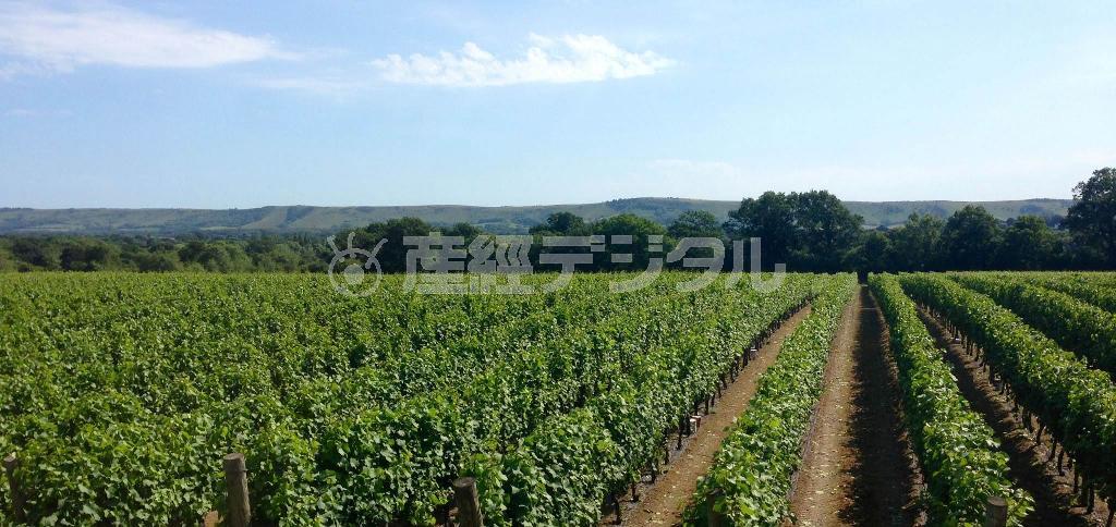 おいしいスパークリングワインを生み出す英国南部サセックスにあるリッジビュー・ワイン・エステートのぶどう畑（リッジビュー提供）