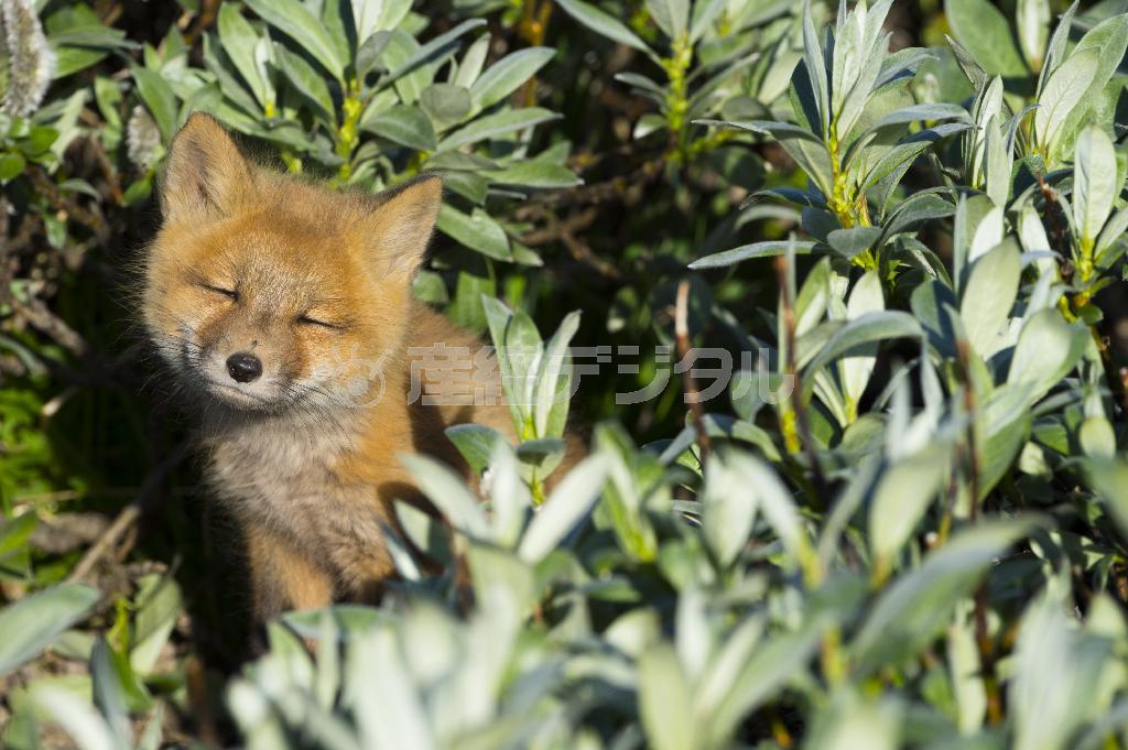 巣穴からひょっこり顔を出したキツネの子供。初めて見る人間に何を思うのだろう＝２０１４年６月２９日、米アラスカ州（松本紀生さん撮影）