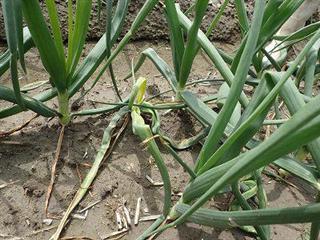 淡路島地域で注意報が出された「タマネギ細菌性病害」にかかった株(兵庫県立農林水産技術総合センター提供) 淡路島地域で注意報が出された「タマネギ細菌性病害」にかかった株(兵庫県立農林水産技術総合センター提供)