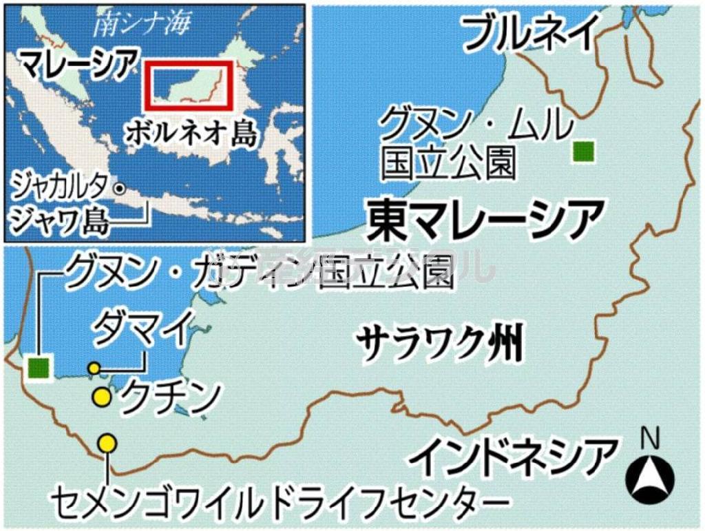 マレーシア・サラワク州（ボルネオ島）