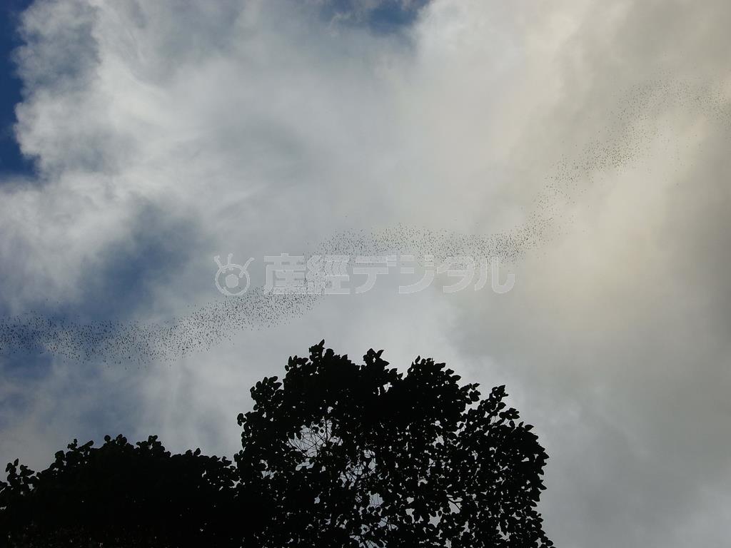 ２００万匹のコウモリが列を成して大空を舞うドラゴンダンス＝２０１４年１２月１９日、マレーシア・サラワク州（ボルネオ島、杉山みどり撮影）