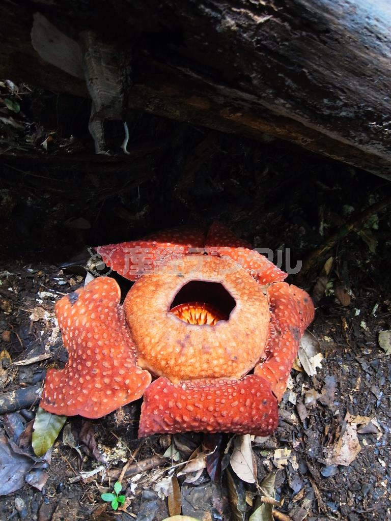 クチン近郊のグヌン・ガディン国立公園で、幸運にもラフレシア（巨大花）を見ることができた＝２０１４年１２月１８日、マレーシア・サラワク州（ボルネオ島、杉山みどり撮影）