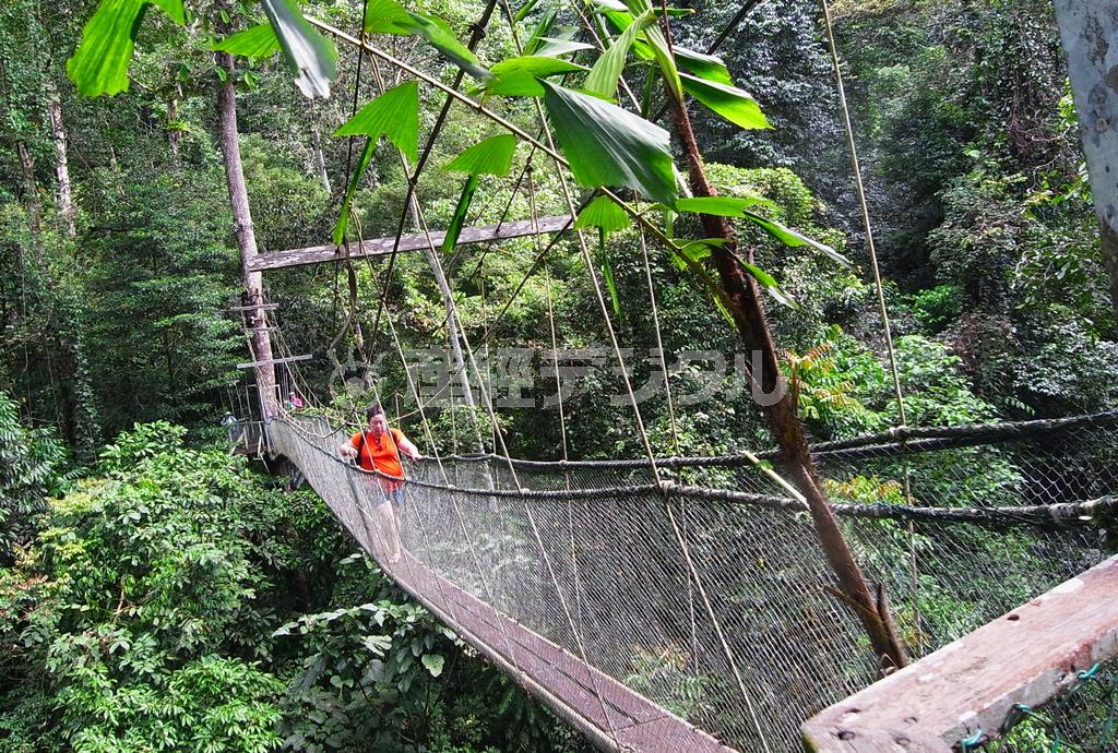 グヌン・ムル国立公園は洞窟巡りだけでなく、キャノピー・ウォークも楽しめる＝２０１４年１２月２０日、マレーシア・サラワク州（ボルネオ島、杉山みどり撮影）