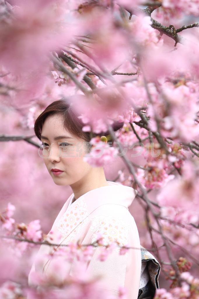 あと何回、桜が見られるか？＝２０１５年３月３日、神奈川県足柄上郡松田町・西平畑公園（大出一博さん撮影）