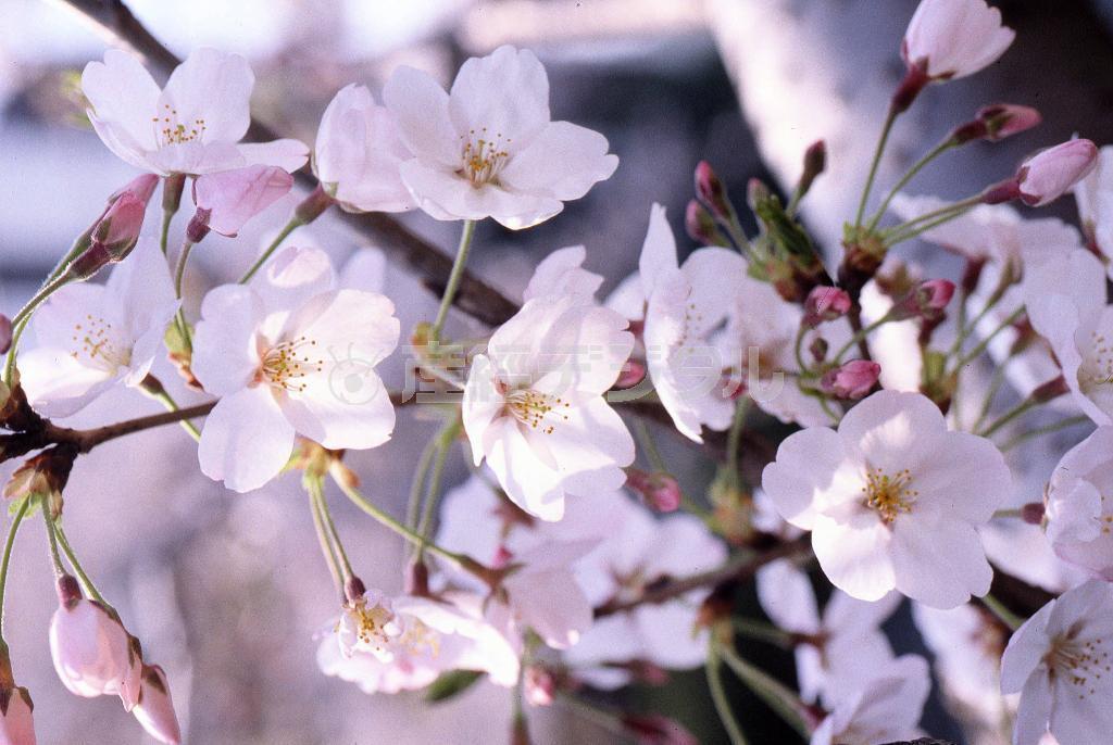 あと何回、桜が見られるか？＝神奈川県足柄上郡松田町・西平畑公園（大出一博さん撮影）