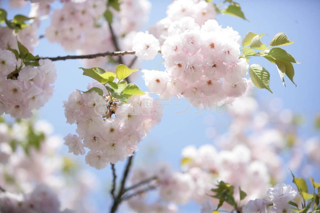 あと何回、桜が見られるか？＝２０１０年４月１８日、神奈川県足柄上郡松田町・西平畑公園（大出一博さん撮影）