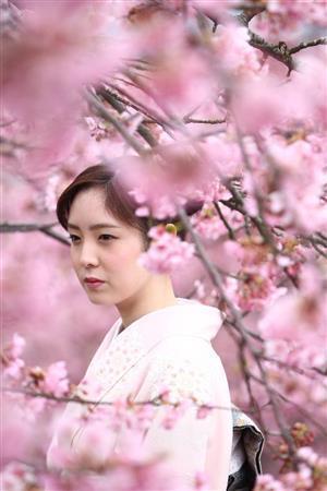 あと何回、桜が見られるか？＝２０１５年３月３日、神奈川県足柄上郡松田町・西平畑公園（大出一博さん撮影）