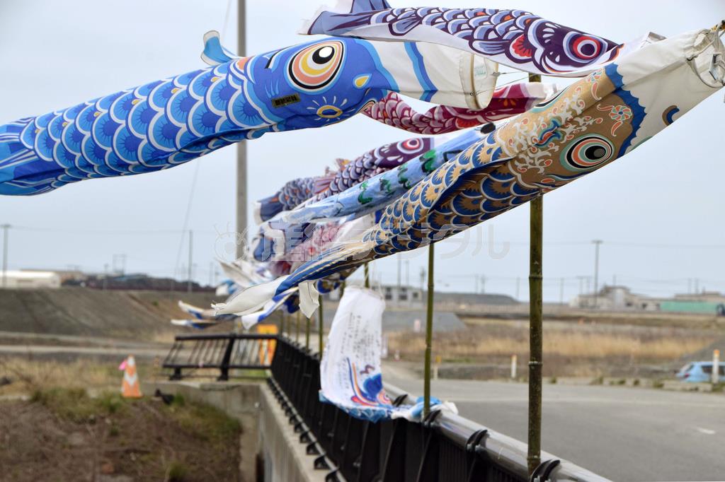 大曲浜新橋に並んでなびくこいのぼり＝２０１５年４月１７日、宮城県東松島市大曲（岡田美月撮影）