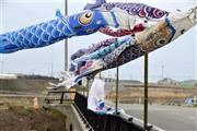 大曲浜新橋に並んでなびくこいのぼり＝２０１５年４月１７日、宮城県東松島市大曲（岡田美月撮影）