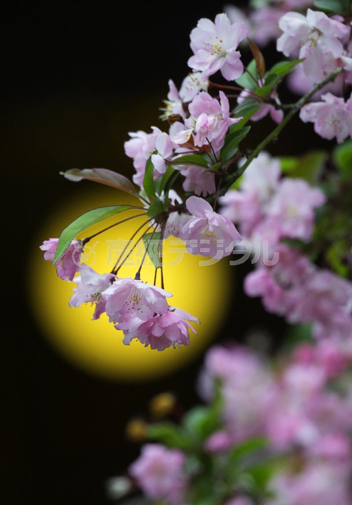 本堂の灯りにカイドウの可憐な花が浮かび上がる＝２０１５年４月５日、神奈川県鎌倉市長谷の光則寺（渡辺照明撮影）