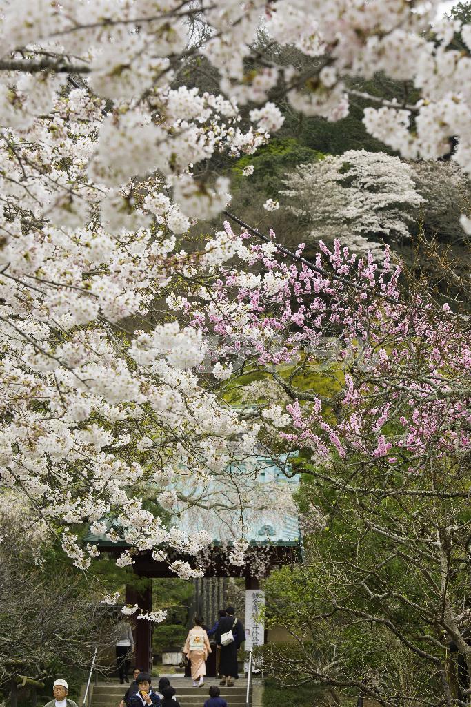 花の寺の春。参道はサクラとアメリカスモモの競演だった＝２０１５年３月２９日、神奈川県鎌倉市（渡辺照明撮影）