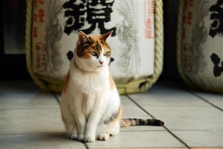 街ブラしていると、酒だるの前に猫が座りました！！右側から光が差し込み、サイド光で猫の毛並みがしっかり出ています。映画のようなライティングになり、この猫の物語が始まりそうな一枚が撮れました＝２０１４年１０月２８日、埼玉県川越市（須藤夕子さん撮影）