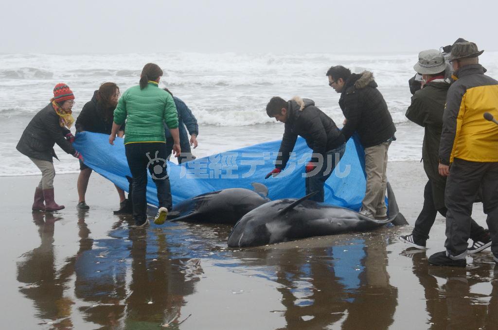 打ち上げられたイルカを救助する住民ら＝２０１５年４月１０日午後、茨城県鉾田市（共同）