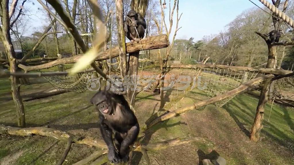 オランダ中部アーネムの動物園で、木の枝で無人機をたたき落とすチンパンジーを、無人機に搭載されたカメラが捉えた映像。チンパンジーが高い知能を持つ証しとして大きな注目を集めた＝２０１５年４月１０日（ＡＰ）