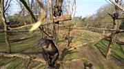 オランダ中部アーネムの動物園で、木の枝で無人機をたたき落とすチンパンジーを、無人機に搭載されたカメラが捉えた映像。チンパンジーが高い知能を持つ証しとして大きな注目を集めた＝２０１５年４月１０日（ＡＰ）