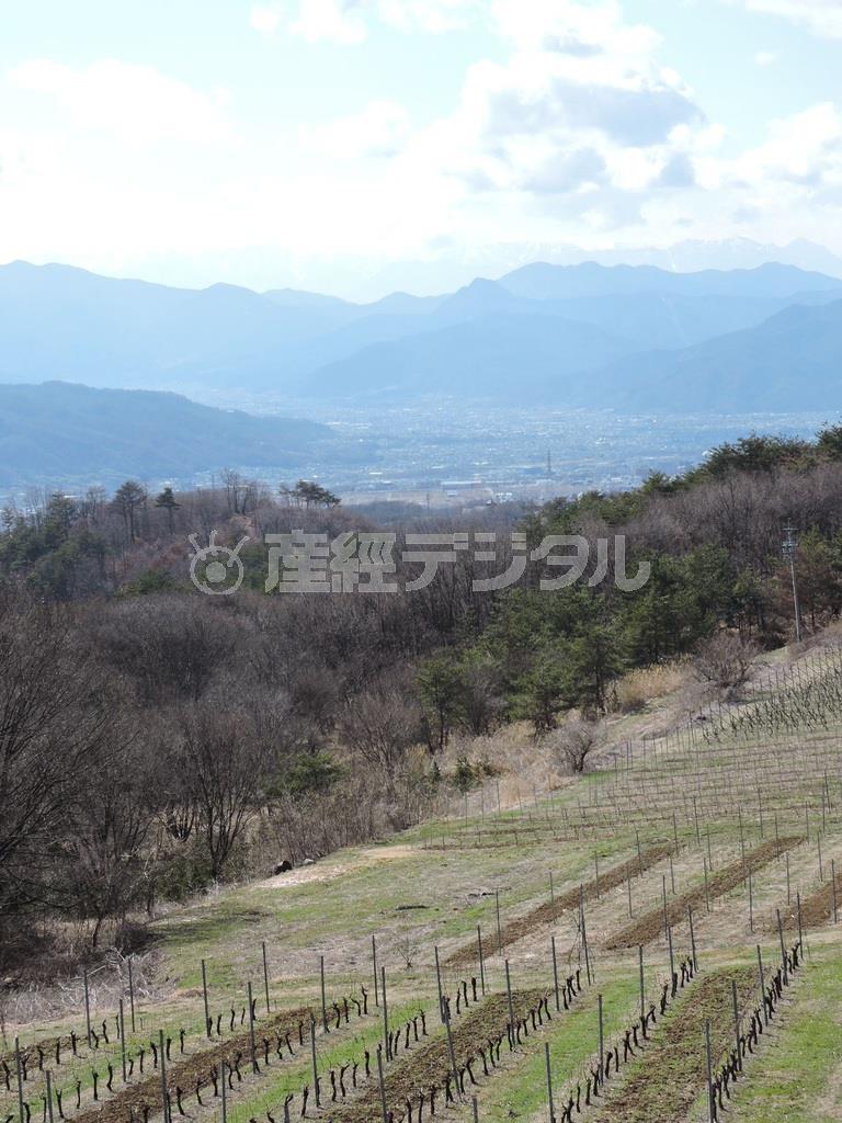 山の中腹にある「ヴィラデスト＿ガーデン＿ファーム＿アンド＿ワイナリー」から見下ろす風景はフランスと錯覚しそう。ブドウ畑の先に市街地と山々、高い空が見える＝２０１５年３月２５日、長野県東御市（藤沢志穂子撮影）