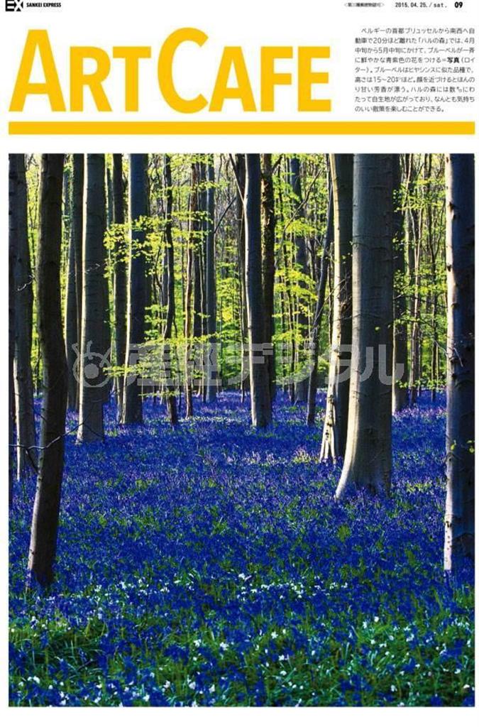 「ハルの森」では、４月中旬から５月中旬にかけて、ブルーベルが一斉に鮮やかな青紫色の花をつける＝２０１５年４月２０日、ベルギー・首都ブリュッセル郊外（ロイター）