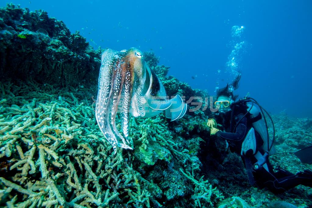 コブシメの雄は、雌が産卵している間は周りを警戒して寄って来るものを威嚇、それが自分よりはるかに大きい人間であっても逃げない「家族思い」の一面もある＝２０１５年４月１日、沖縄県石垣市（永山真治さん撮影）