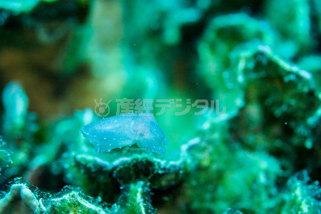 孵化したばかりのコブシメは、体色は天敵から見えにくいように半透明＝２００８年５月１４日、沖縄県石垣市（永山真治さん撮影）